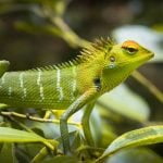 طرق التخلص من الحرباء